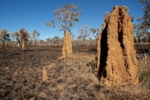 finding gold in termite mounds