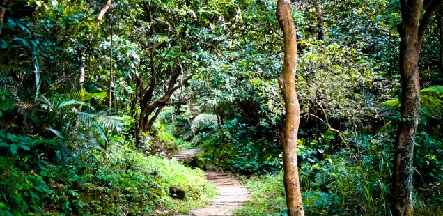 finding gold in jungles